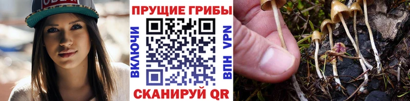 Купить  Сыктывкар  Галлюциногенные грибы прущие грибы 